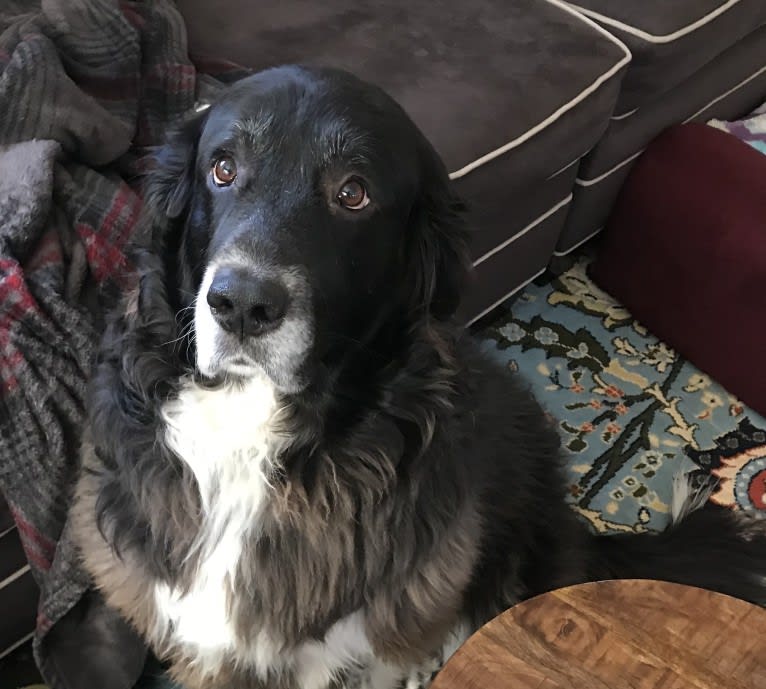 Molly, a Great Pyrenees and Labrador Retriever mix tested with EmbarkVet.com