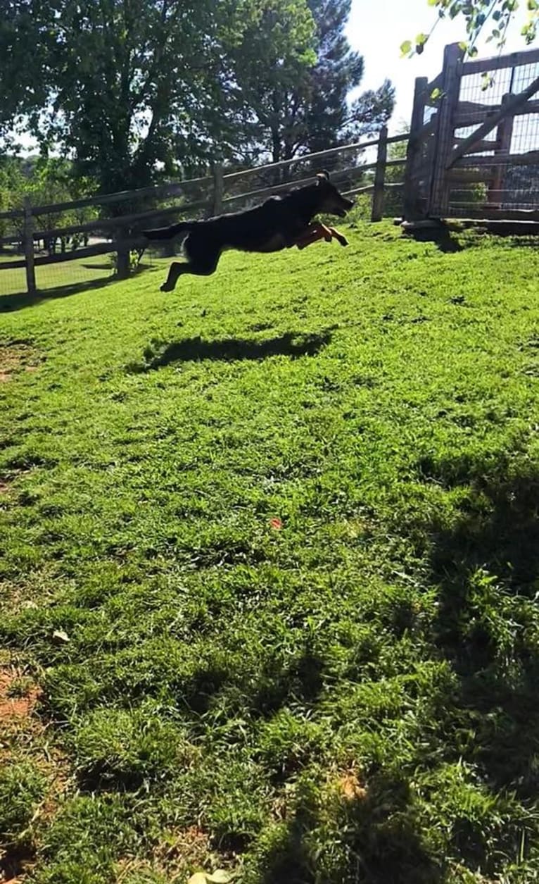 Zeke, an Australian Cattle Dog and Catahoula Leopard Dog mix tested with EmbarkVet.com