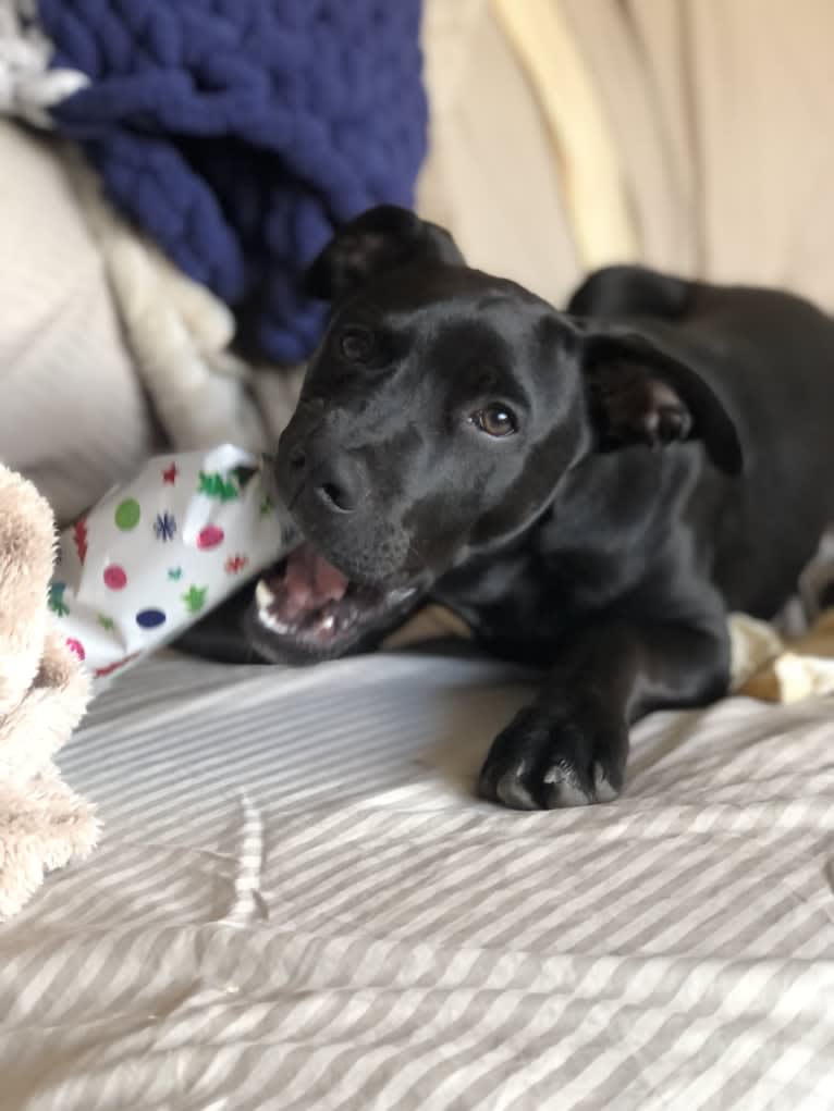 Bruin, an American Pit Bull Terrier and Boxer mix tested with EmbarkVet.com