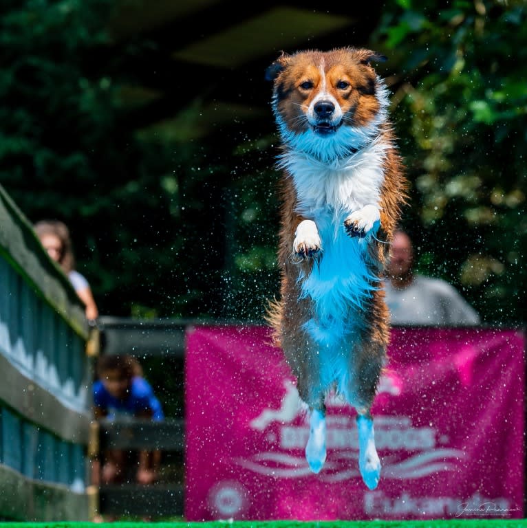 Mac, an English Shepherd tested with EmbarkVet.com