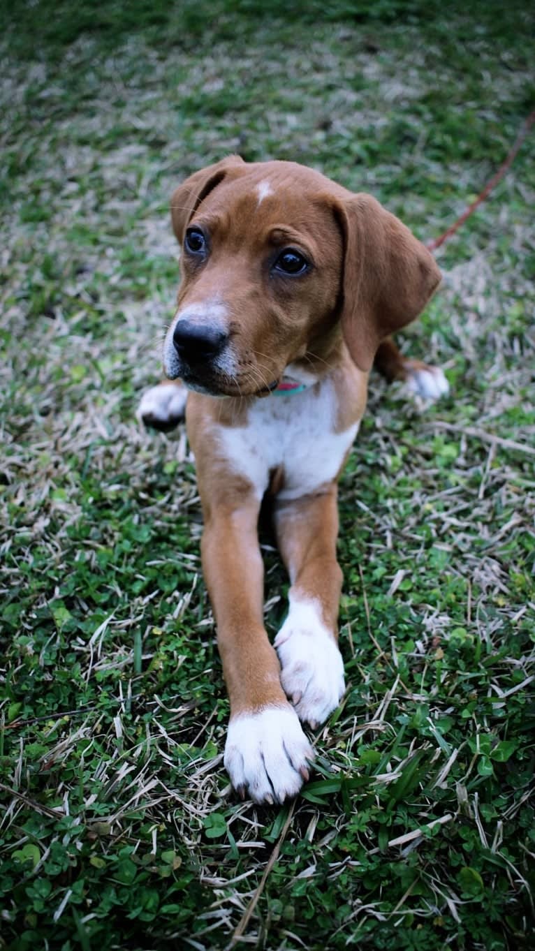 Tula, a Pointer and Llewellin Setter mix tested with EmbarkVet.com