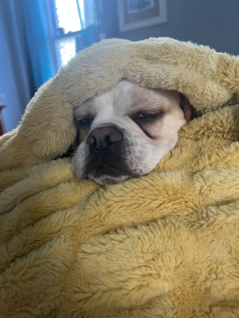 Honey, a Puggle tested with EmbarkVet.com