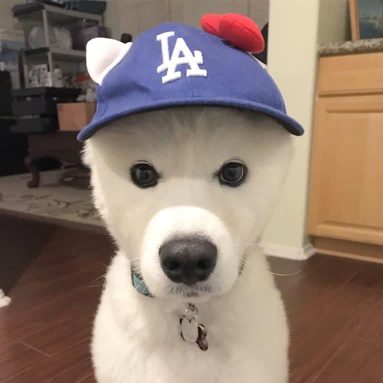 Kupa, a Samoyed tested with EmbarkVet.com