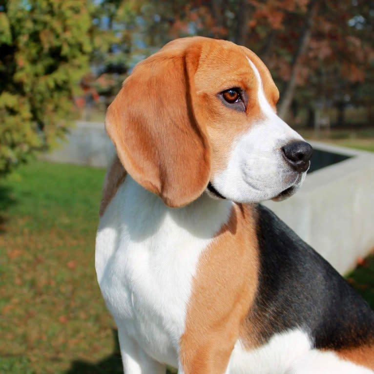 Catcher, a Beagle tested with EmbarkVet.com