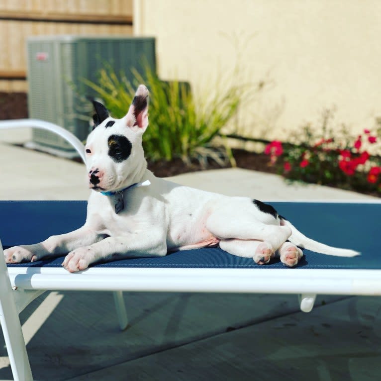 Rocky, an American Pit Bull Terrier and Australian Cattle Dog mix tested with EmbarkVet.com