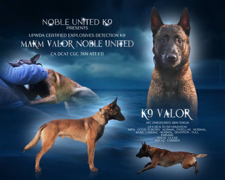 Valor, a Belgian Shepherd tested with EmbarkVet.com