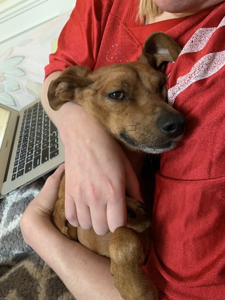 Preston, a Miniature Pinscher and Dachshund mix tested with EmbarkVet.com