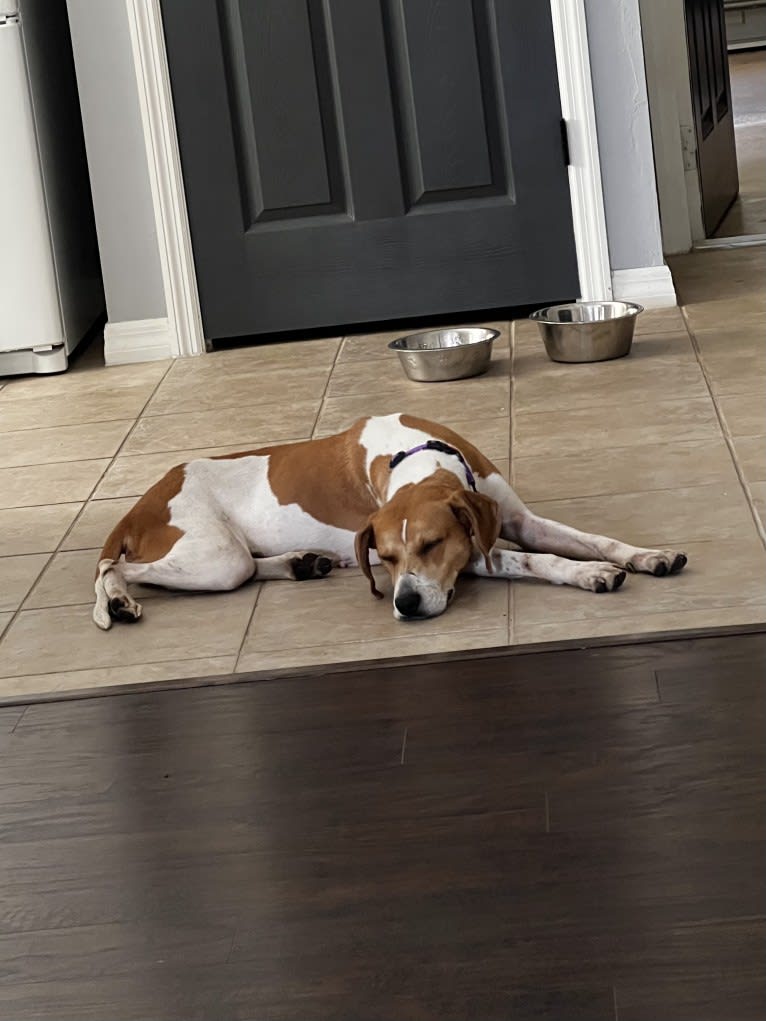 Mary Jane, an American Foxhound and American Pit Bull Terrier mix tested with EmbarkVet.com