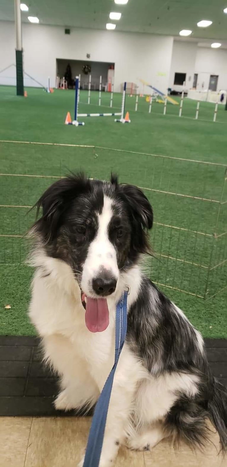 Geno, a Shetland Sheepdog and Chow Chow mix tested with EmbarkVet.com