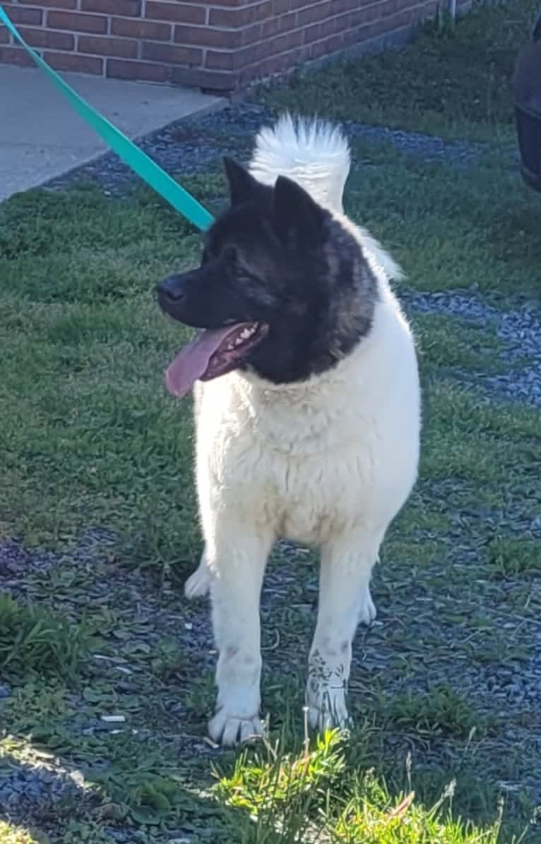 Sansa, an Akita tested with EmbarkVet.com