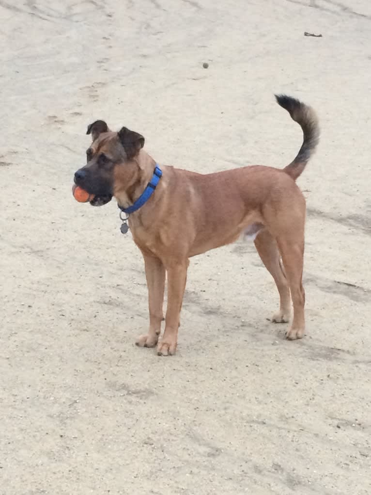 Jax, an American Pit Bull Terrier and Chow Chow mix tested with EmbarkVet.com