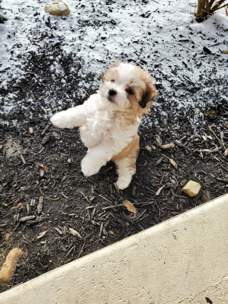 Peach, a Havanese and Bichon Frise mix tested with EmbarkVet.com