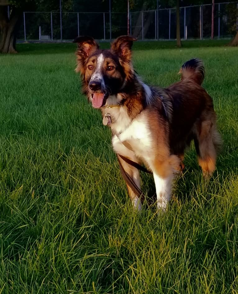 Bentley, an English Shepherd and Collie mix tested with EmbarkVet.com