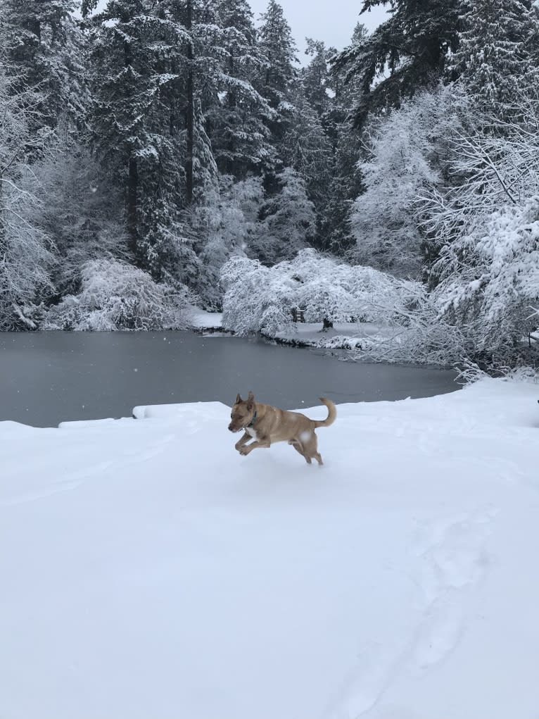 Toronto, a German Shepherd Dog and American Pit Bull Terrier mix tested with EmbarkVet.com