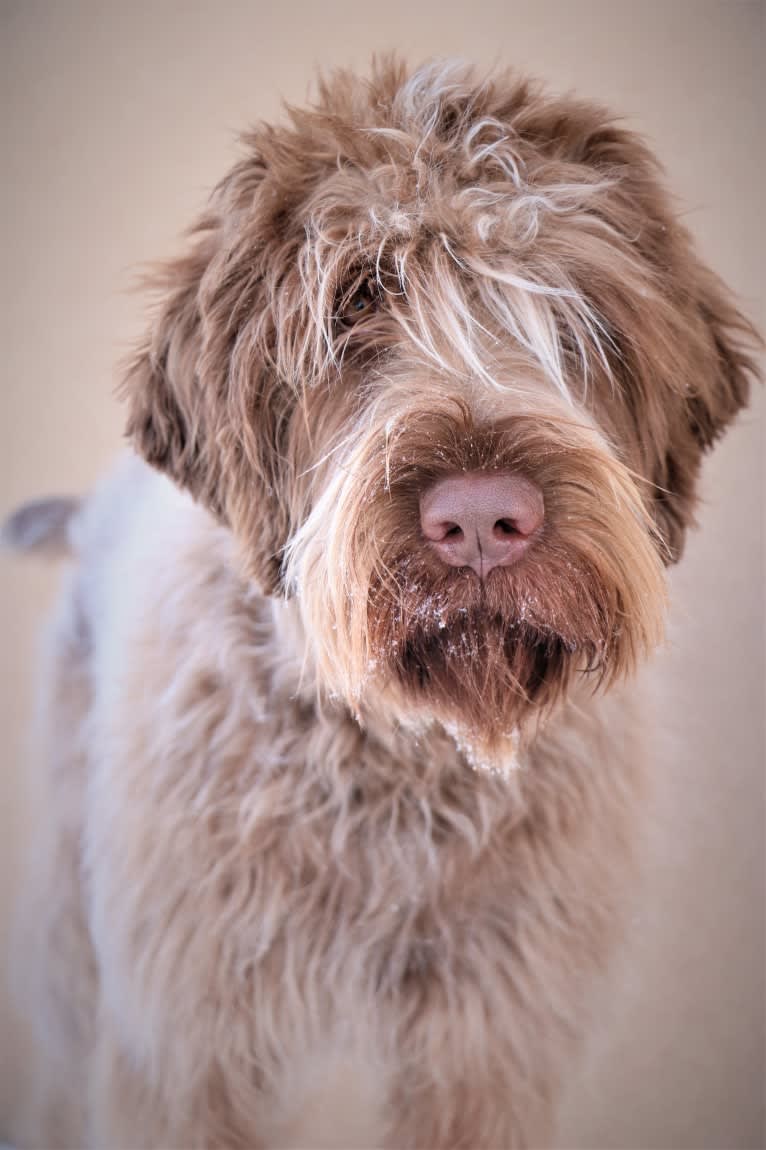 Oakley, a Wirehaired Pointing Griffon tested with EmbarkVet.com