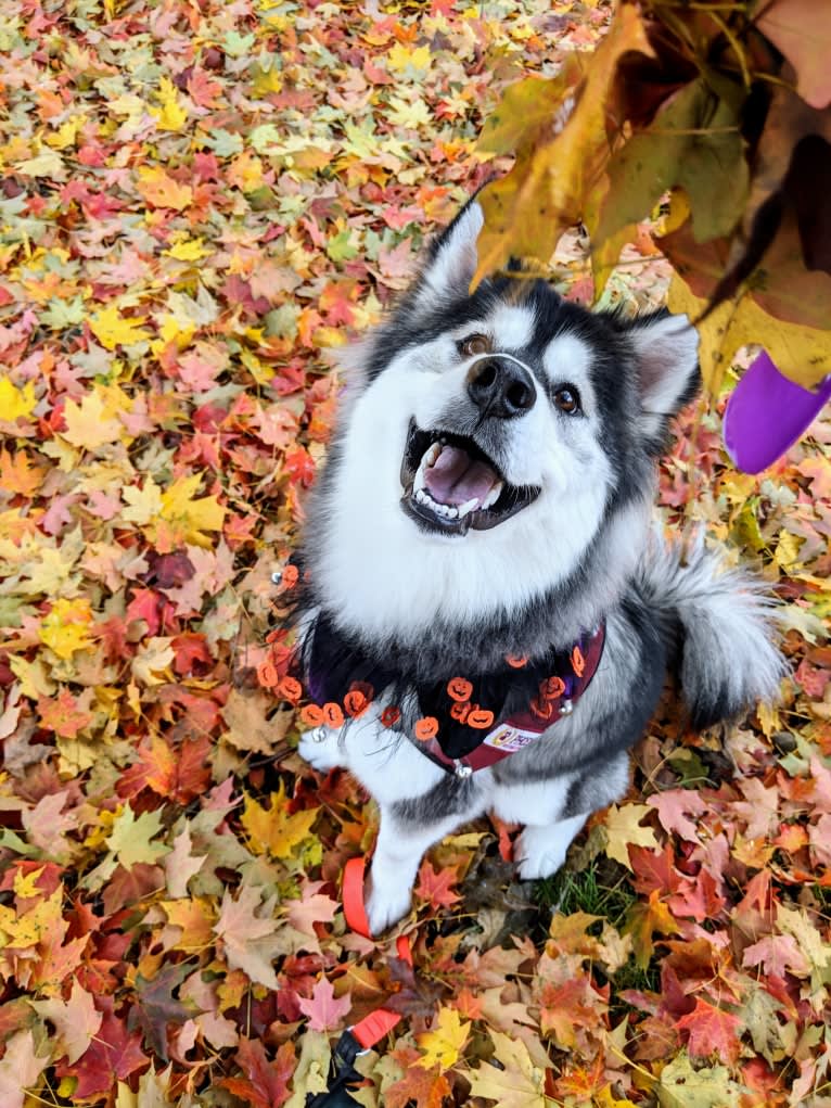 Luna, an Alaskan Malamute tested with EmbarkVet.com