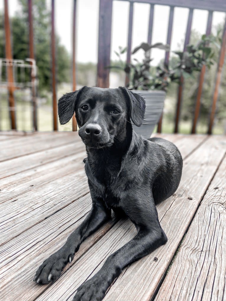 Mia, a Chihuahua and Rat Terrier mix tested with EmbarkVet.com