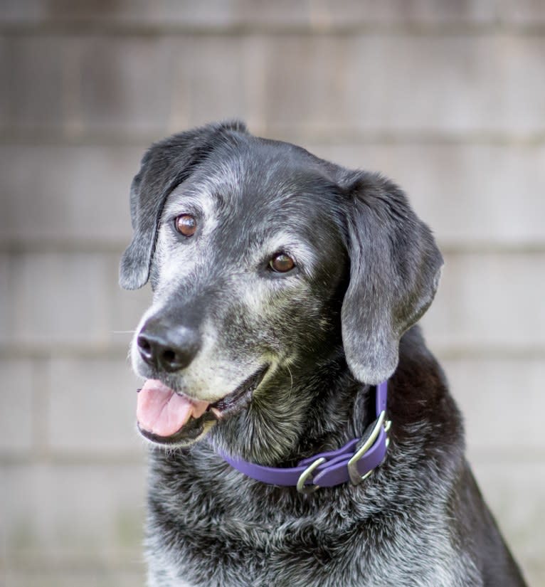 Schimpf's Addicted to the Game ("Addie"), a Labrador Retriever and German Shepherd Dog mix tested with EmbarkVet.com