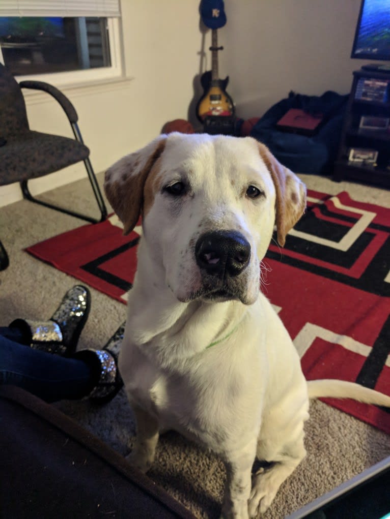Otis, a Great Pyrenees and Australian Cattle Dog mix tested with EmbarkVet.com