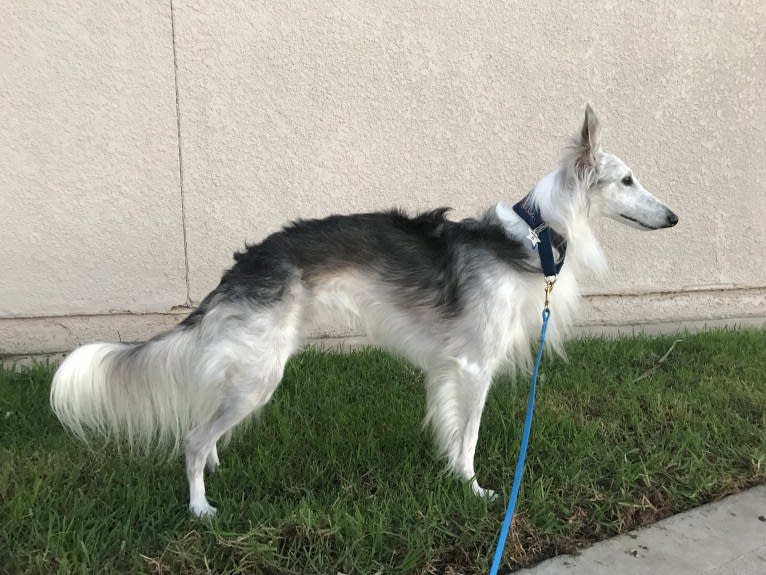 Sivi, a Silken Windhound tested with EmbarkVet.com