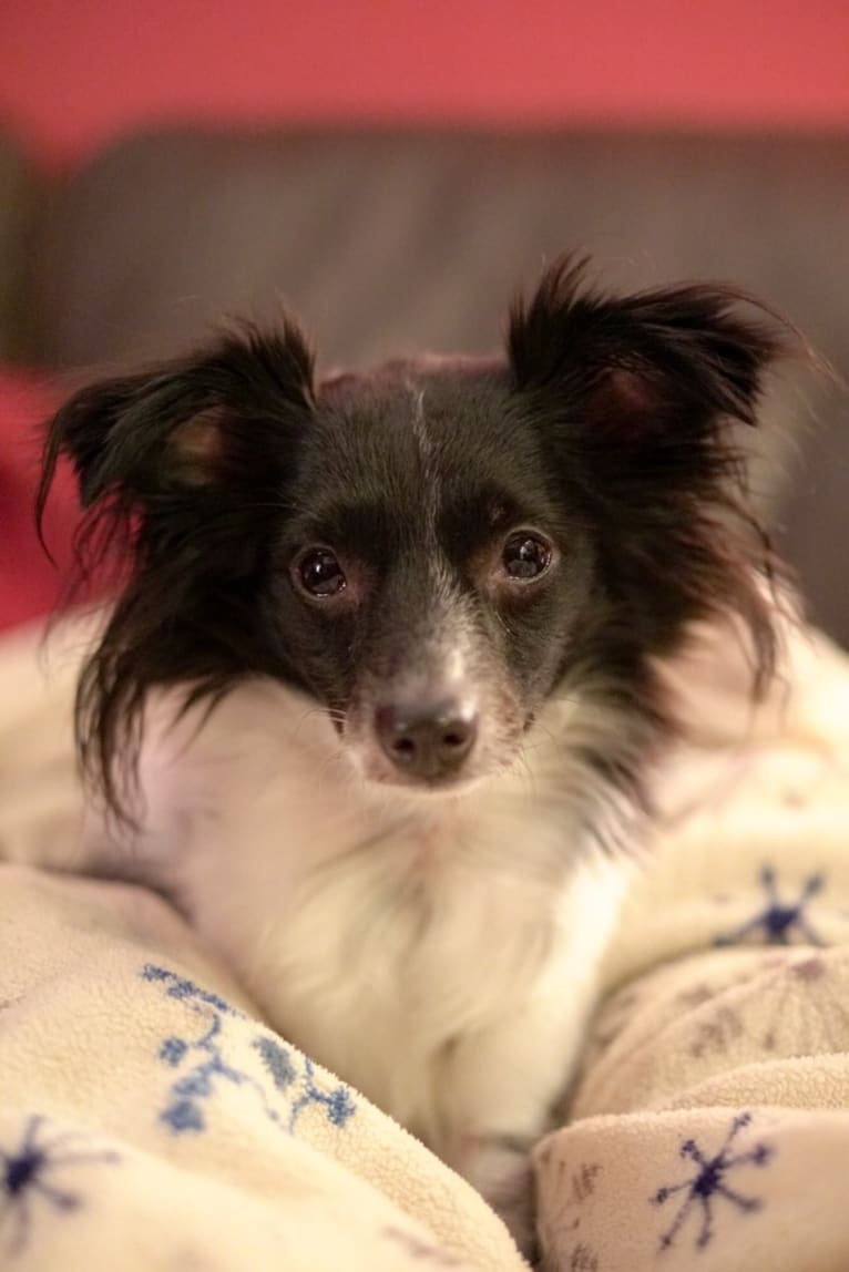 Pepper, a Rat Terrier and Chihuahua mix tested with EmbarkVet.com