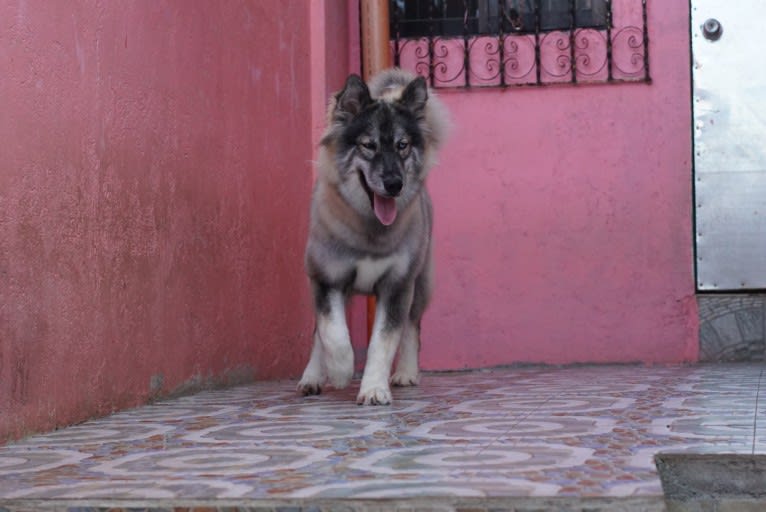 Luna negra, a Siberian Husky tested with EmbarkVet.com