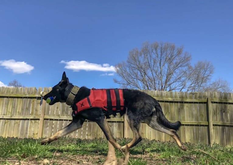 Kojak, a German Shepherd Dog tested with EmbarkVet.com