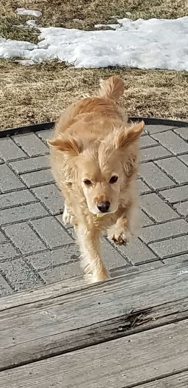 Muppy, a Cocker Spaniel and Rat Terrier mix tested with EmbarkVet.com