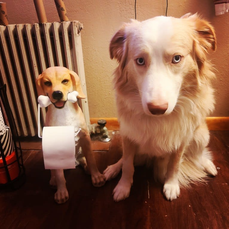 Silas, an Australian Shepherd tested with EmbarkVet.com