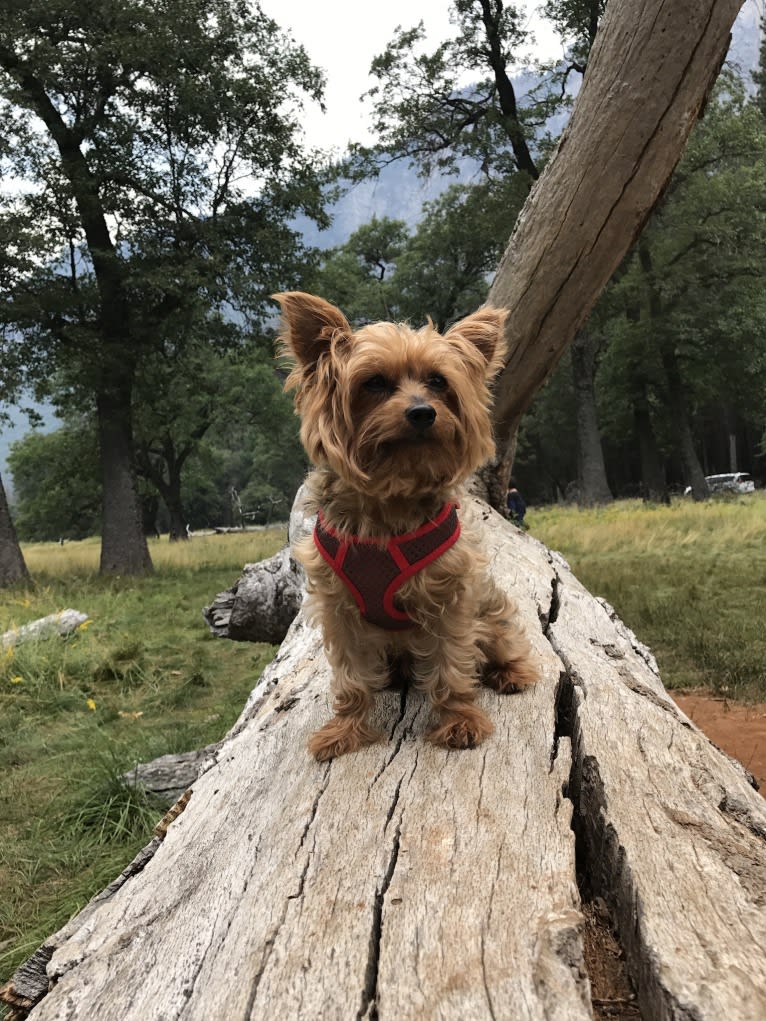 Ross, a Yorkshire Terrier tested with EmbarkVet.com