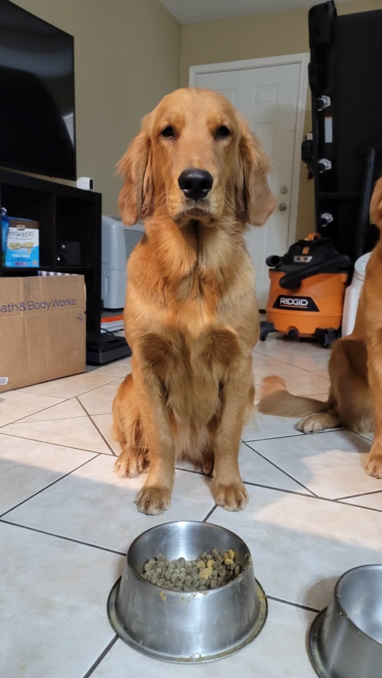 Maya, a Golden Retriever tested with EmbarkVet.com