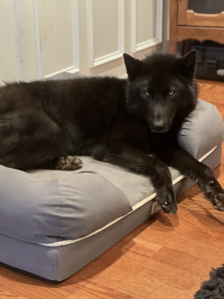 Nox a dog tested with EmbarkVet.com