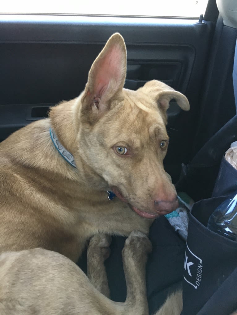 Toronto, a German Shepherd Dog and American Pit Bull Terrier mix tested with EmbarkVet.com