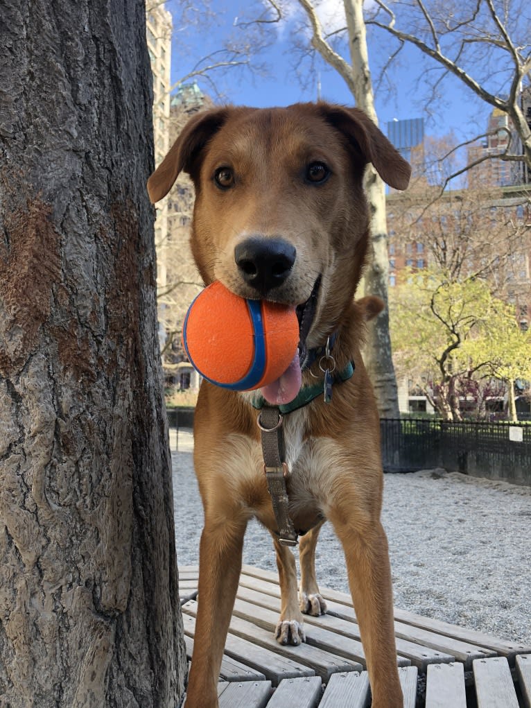 Cooper Lane, a German Shepherd Dog and Labrador Retriever mix tested with EmbarkVet.com