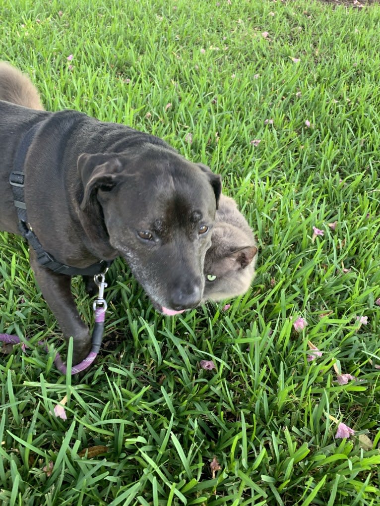Snoop, an American Bully and Golden Retriever mix tested with EmbarkVet.com