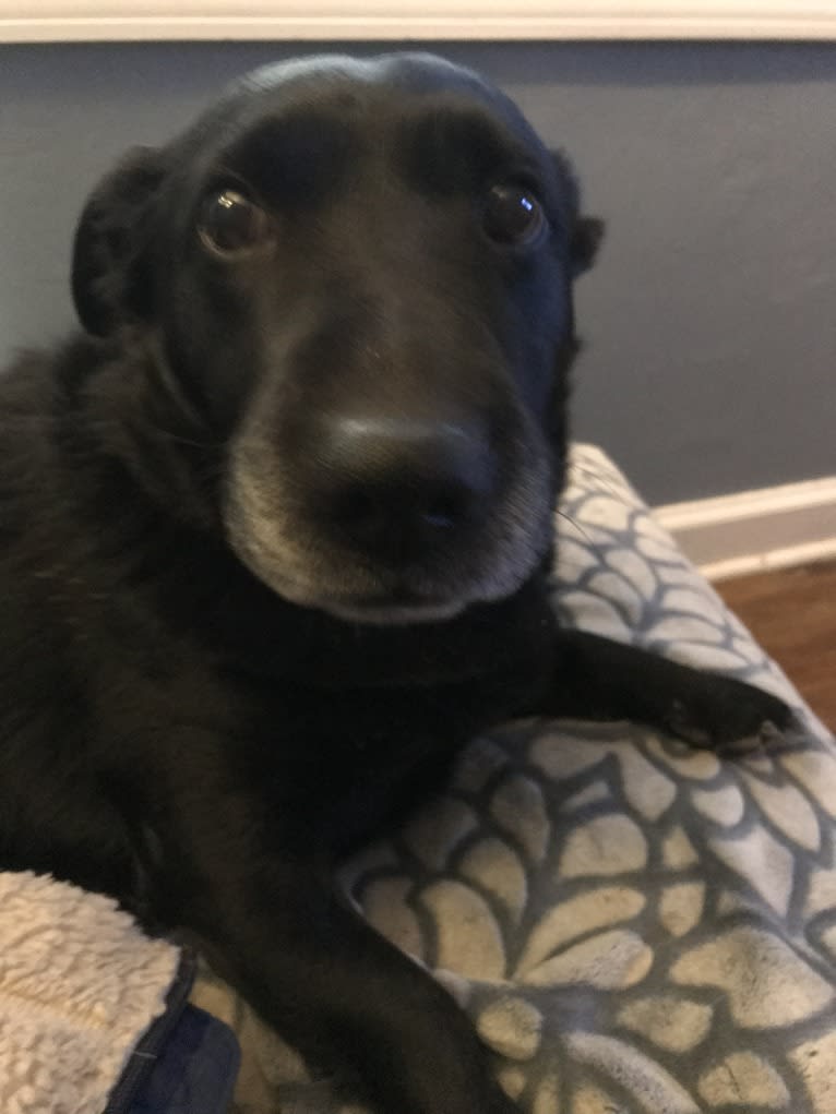 Marlo, a Chinese Shar-Pei and Border Collie mix tested with EmbarkVet.com