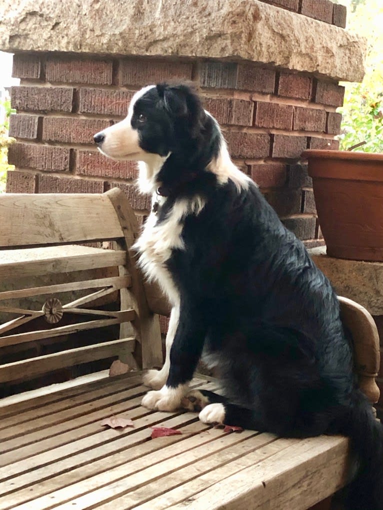 Angel, a Border Collie tested with EmbarkVet.com