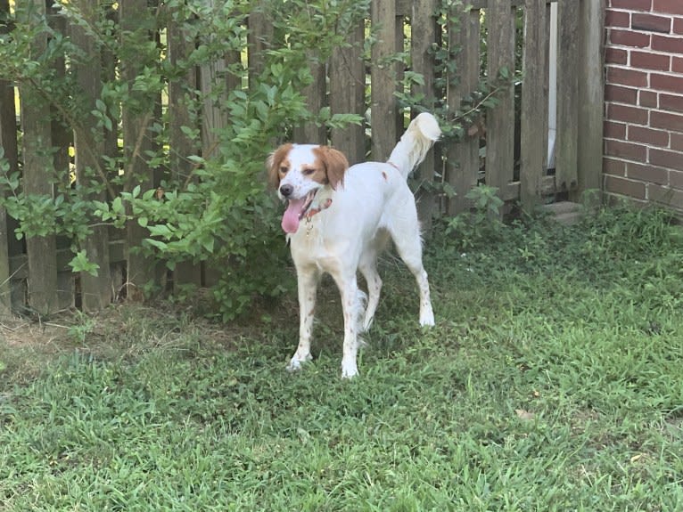 Scout, a Brittany and Llewellin Setter mix tested with EmbarkVet.com