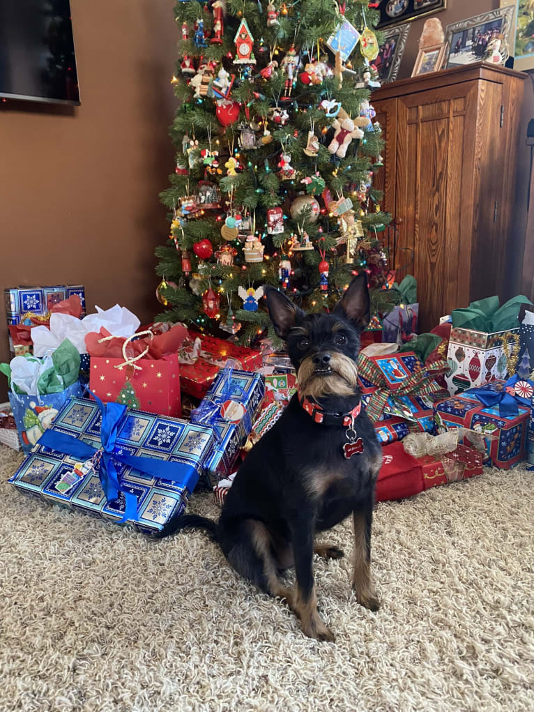 Bubba, a Miniature Pinscher and Chihuahua mix tested with EmbarkVet.com