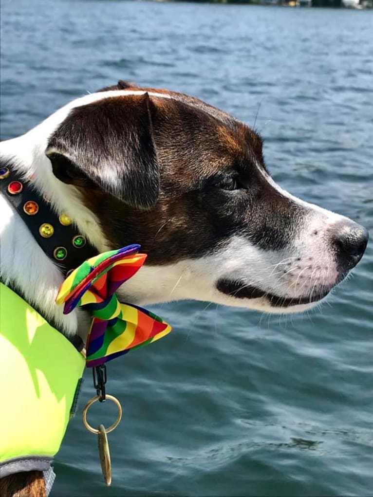 Pan, a Russell-type Terrier and Border Collie mix tested with EmbarkVet.com