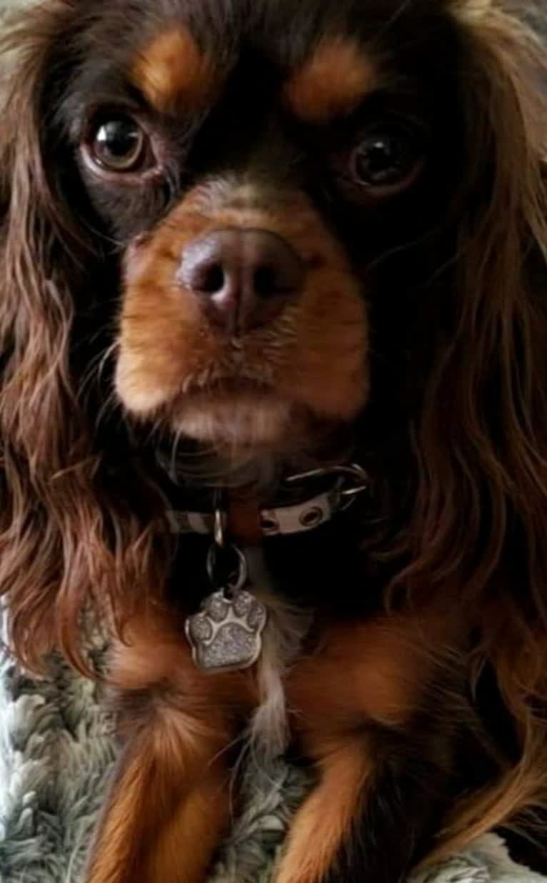 Diamond, a Cavalier King Charles Spaniel tested with EmbarkVet.com