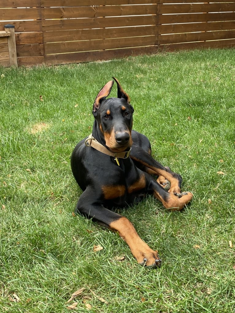 Milou, a Doberman Pinscher tested with EmbarkVet.com