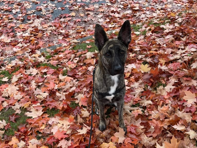 Pepper, a German Shepherd Dog and American Pit Bull Terrier mix tested with EmbarkVet.com