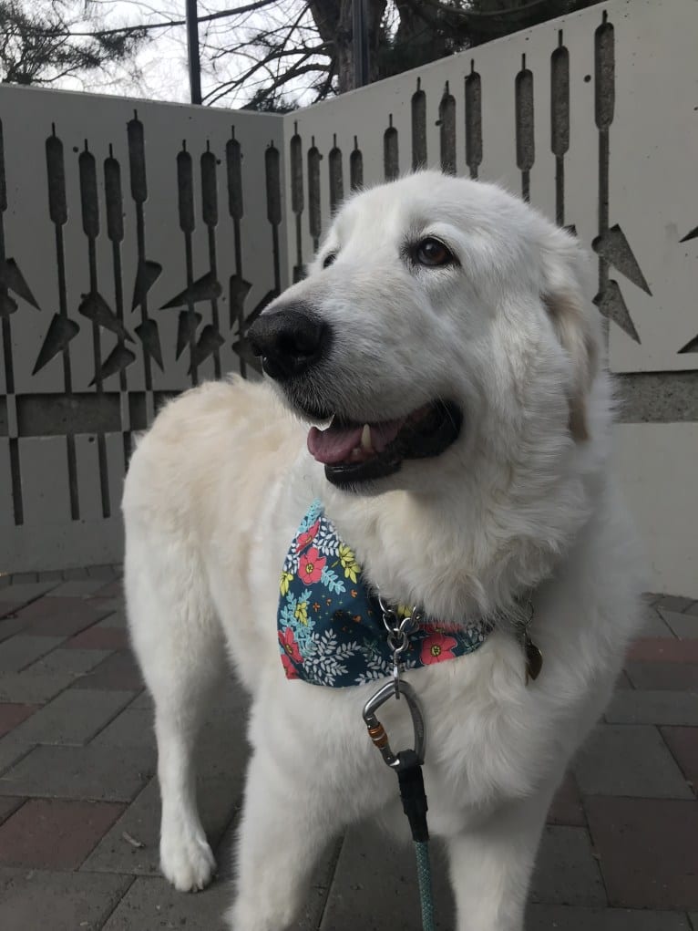 Remmy, a Maremma Sheepdog tested with EmbarkVet.com