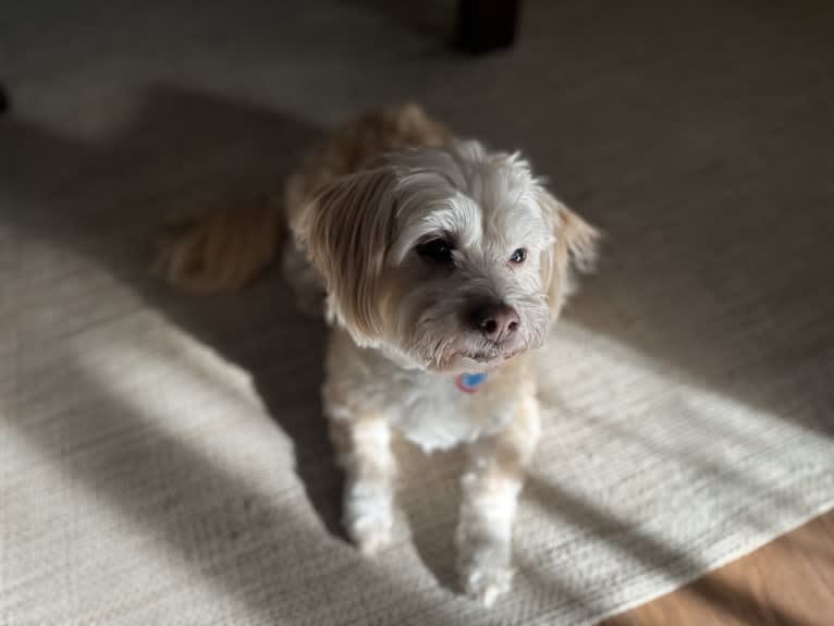 Tink, a Poodle (Small) and Chihuahua mix tested with EmbarkVet.com