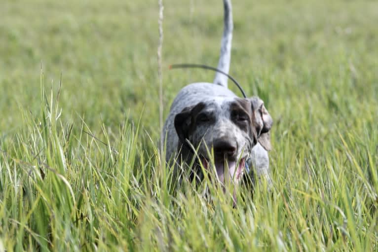 Lola De Pedralvez, a Perdiguero de Burgos tested with EmbarkVet.com