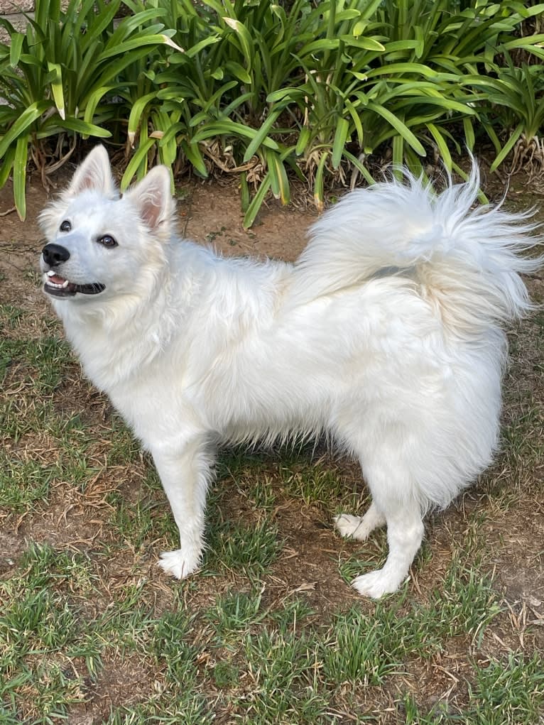 Bolt Sanford, an American Eskimo Dog tested with EmbarkVet.com