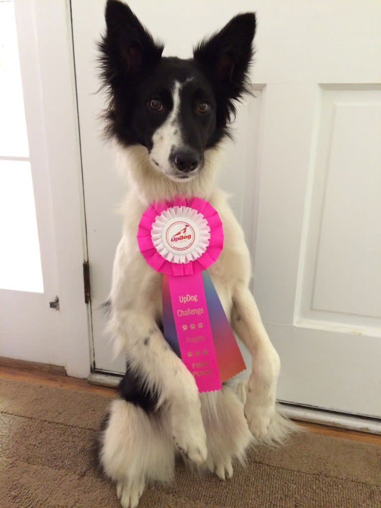 Zee, a Border Collie tested with EmbarkVet.com