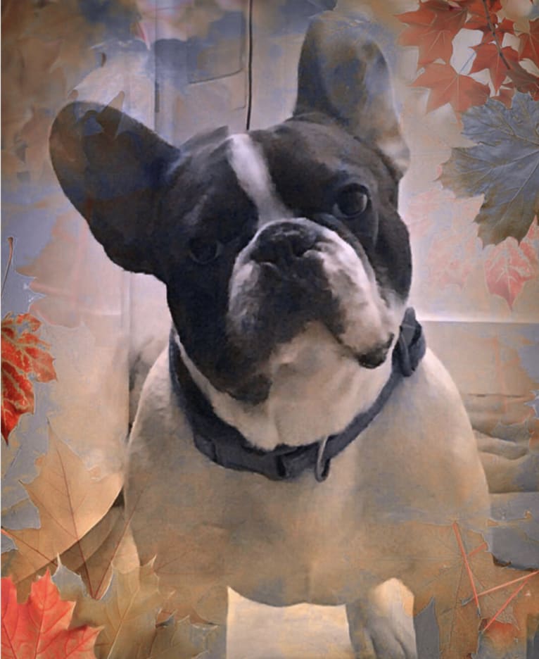 Mordecai Von Bruno, a French Bulldog tested with EmbarkVet.com