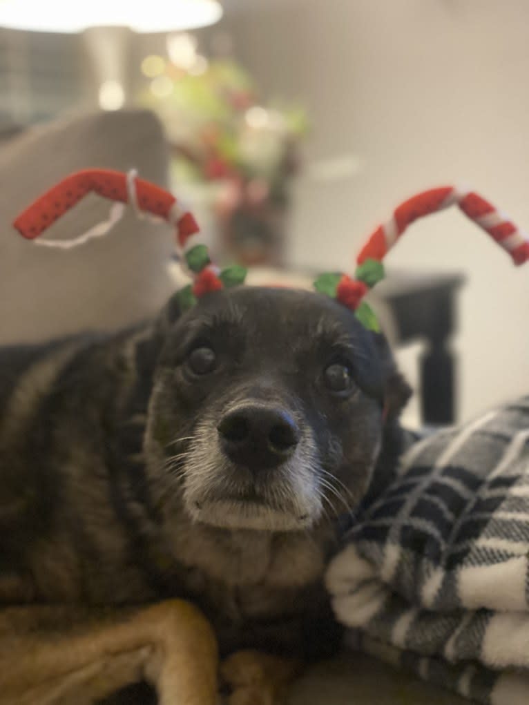 Brutus, a Norwegian Elkhound and Australian Cattle Dog mix tested with EmbarkVet.com